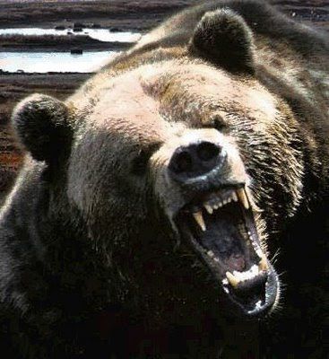 Bear Vs “Bad Bear” Defense